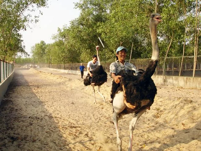 Cưỡi đà điểu đảo Khỉ