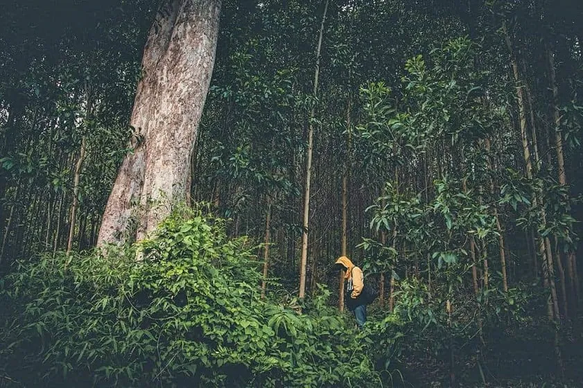 Rừng nguyên sinh Hòn Bà