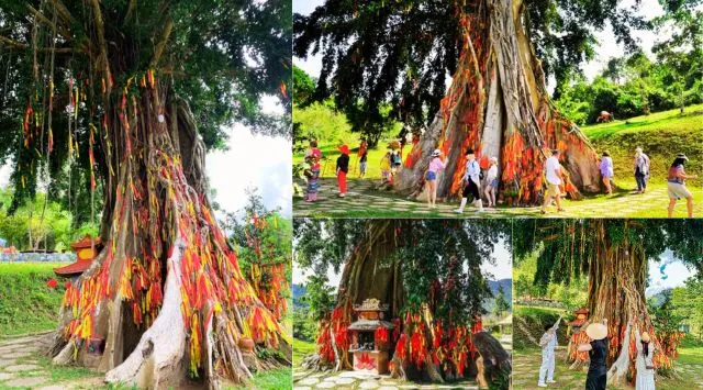 Khám phá cây Mộc Thần linh thiêng