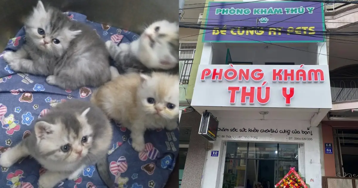 phòng khám thú y AT Pet