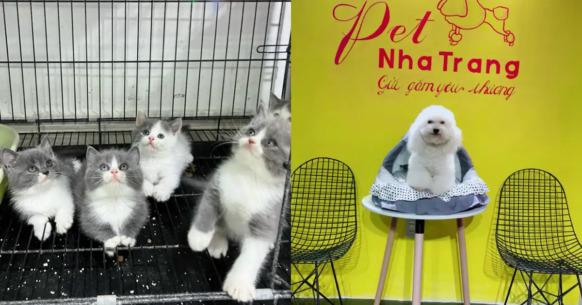 Pet Nha Trang 